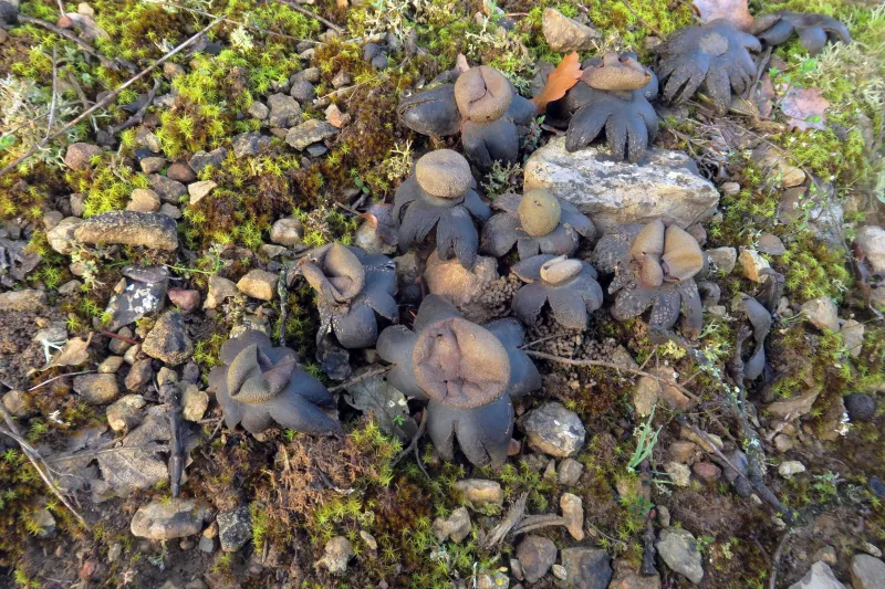 Astraeus hygrometricus 1 - IMG_3838